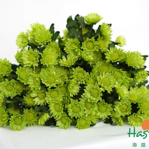 海盛-多头小菊-绿精灵-10枝/扎 商品图3