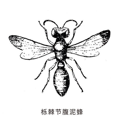 《昆虫记》 商品图5