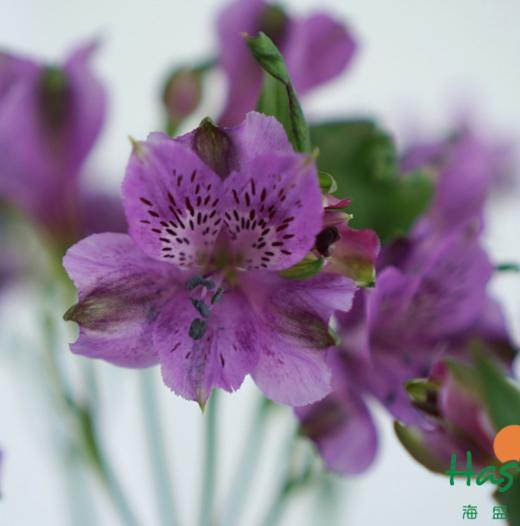海盛六出花-仙娜度-深紫色-10支/扎 商品图3