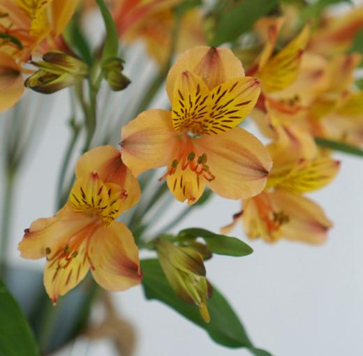 海盛六出花-鸡尾酒-10支/扎 商品图3