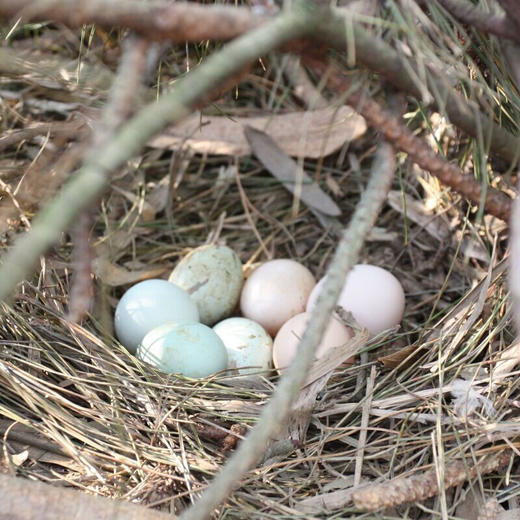 爱农山林散养柴鸡蛋土鸡蛋30枚装 京东包邮到家 商品图3