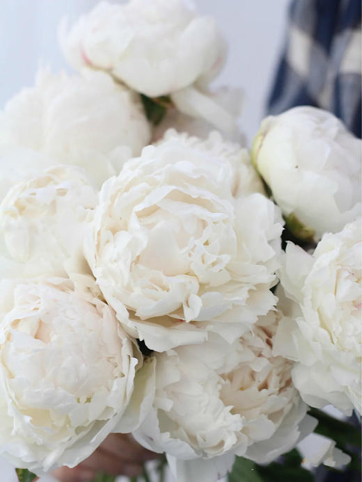 最后1小时限量50束闪购10枝稀有进口品种芍药奶油碗下单后最晚第2天