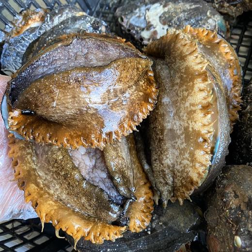 黄金大鲍鱼名贵海珍品海洋软黄金鲜活帮杀好去除内脏一份2个