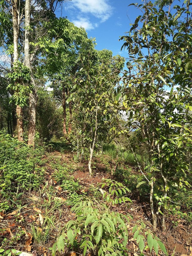 曼松贡茶2020年生普