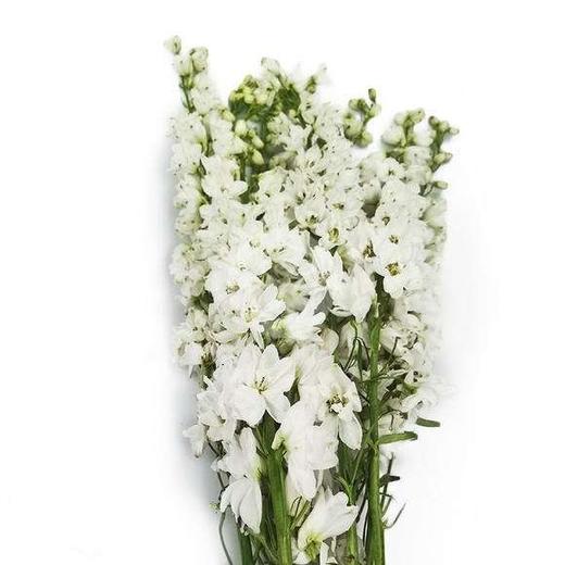 配花-大飞燕-白色-5支 商品图1