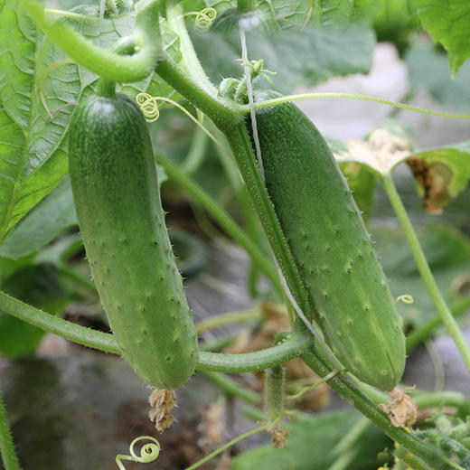 每日现摘农家自种七寸黄瓜爽口脆嫩瓜味浓郁适合生吃1斤