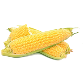 玉米