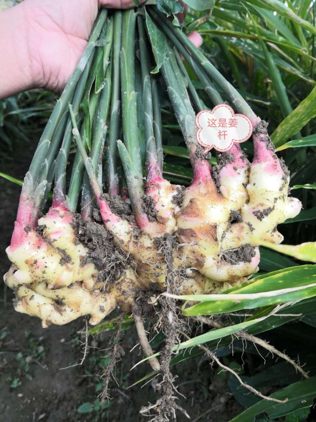 丨有机丨长汀小黄姜5斤 生姜