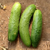 【密云】七寸黄瓜  1斤  新鲜现摘 爽口脆嫩  瓜味浓郁  适合生吃 、蘸酱 商品缩略图5
