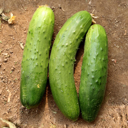 【密云】七寸黄瓜  1斤  新鲜现摘 爽口脆嫩  瓜味浓郁  适合生吃 、蘸酱 商品图5