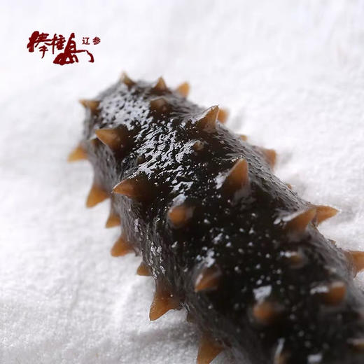 B1F 棒棰岛精品半干海参 500g/袋 商品图2
