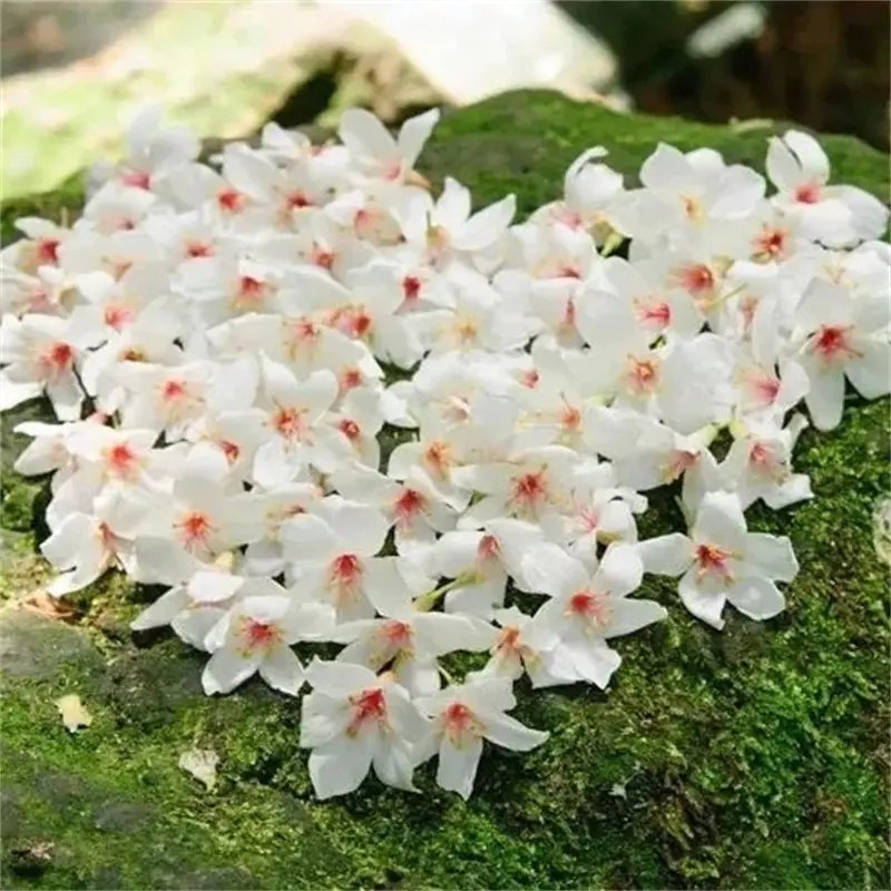 增城|二龙山油桐花节 一天