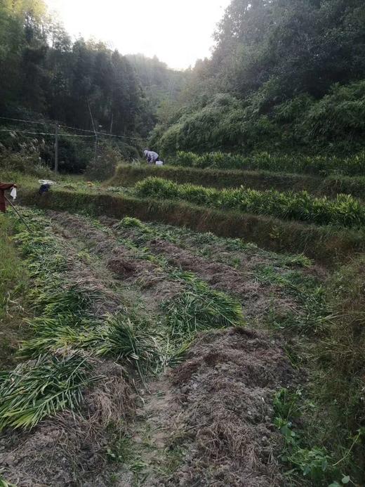 丨有机丨长汀小黄姜5斤 生姜 商品图2