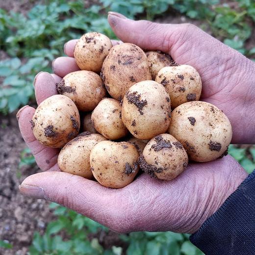 巫溪小土豆 2.5kg/份 洋芋 老品种黄心洋芋