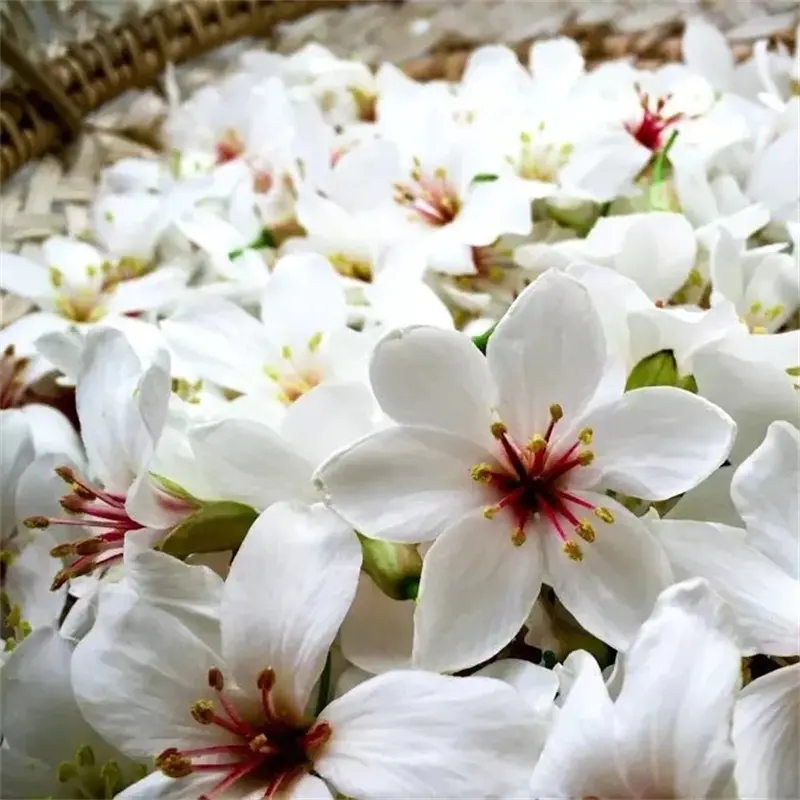 增城|二龙山油桐花节 一天