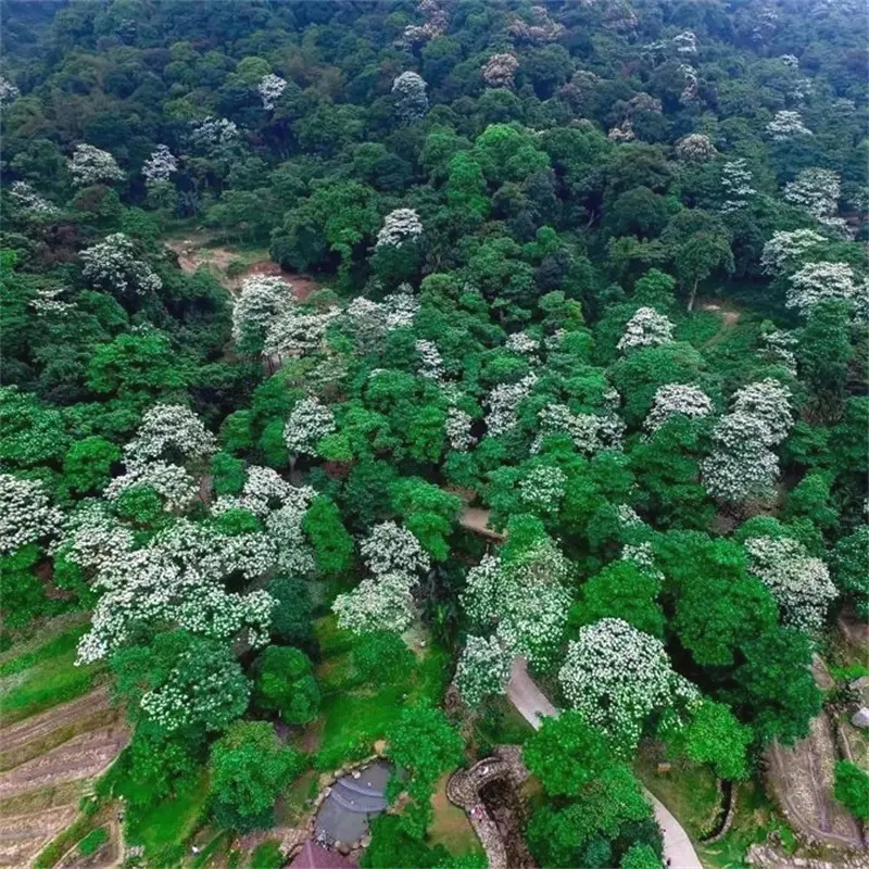 增城|二龙山油桐花节 一天