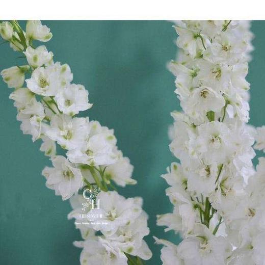 配花-大飞燕-白色-5支 商品图0