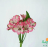 海盛六出花-深粉色-10支/扎 商品缩略图2