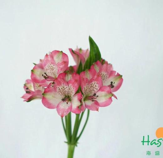 海盛六出花-深粉色-10支/扎 商品图2