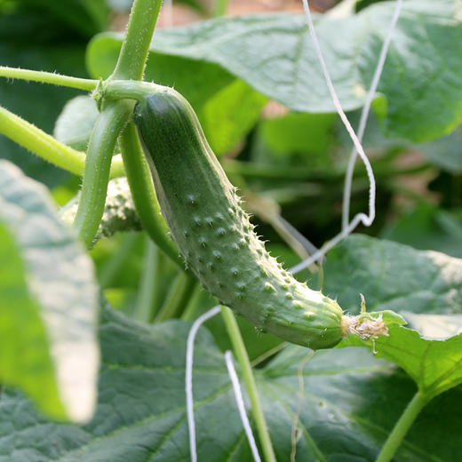 【密云】七寸黄瓜  1斤  新鲜现摘 爽口脆嫩  瓜味浓郁  适合生吃 、蘸酱 商品图1