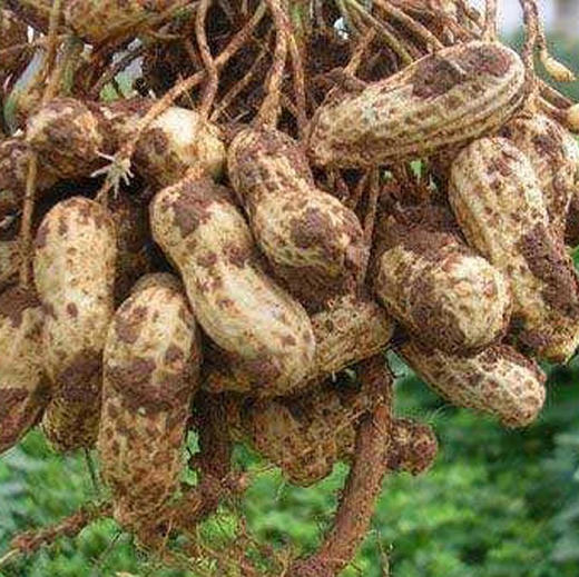 农家纯正花生油2斤装 商品图1