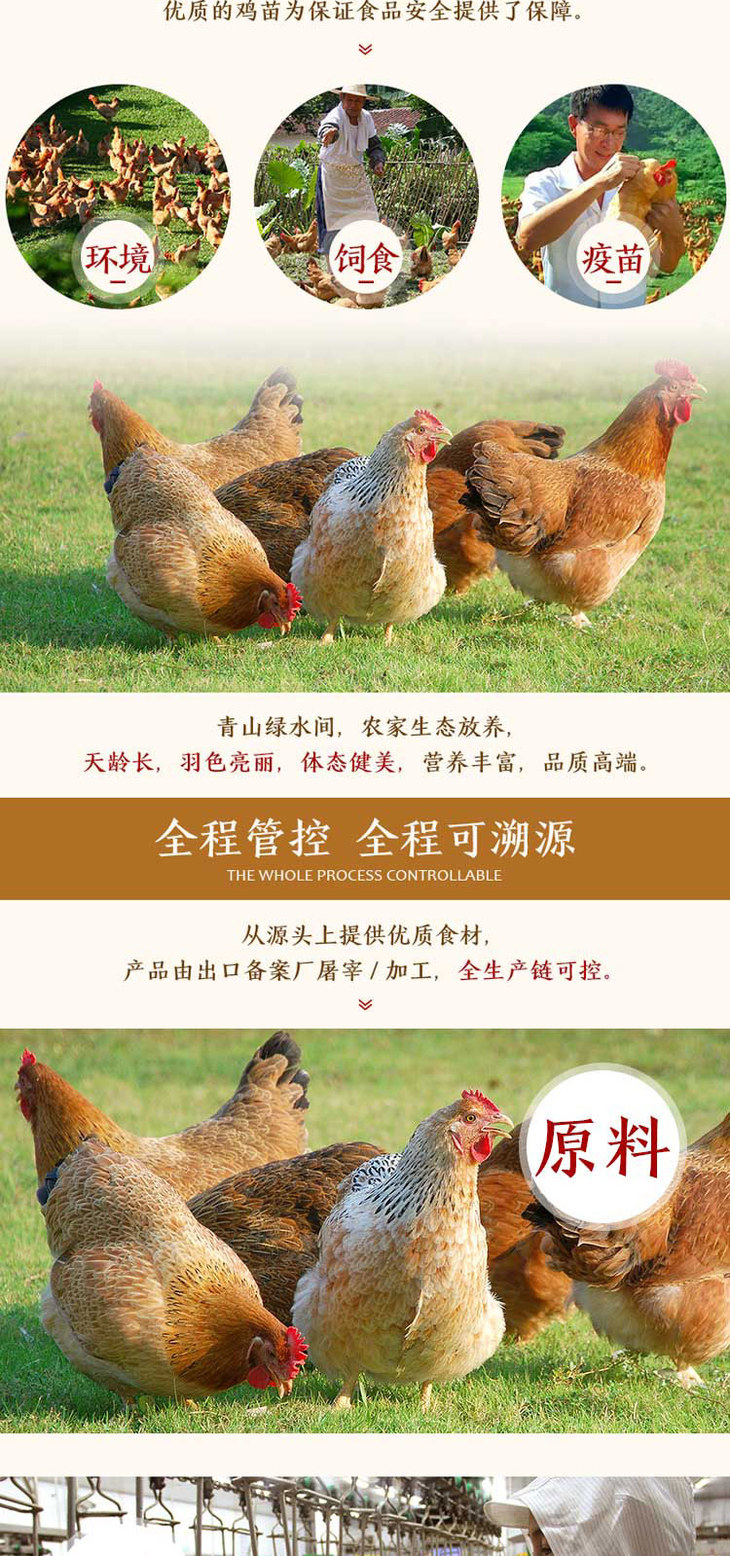 广东温氏鸡品种大全图片