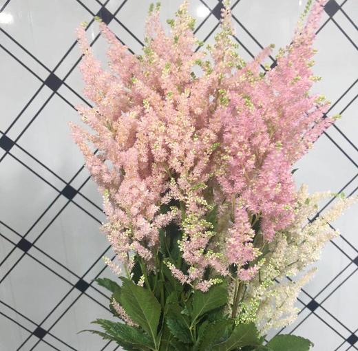 配花-络新妇-粉色-10枝/扎 商品图2