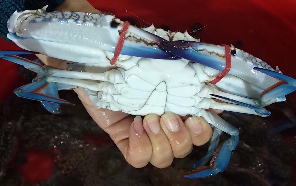 海鲜精选东山海鲜61野生活鲜青脚蟹名贵的野生海蟹个头不大做咖喱蟹