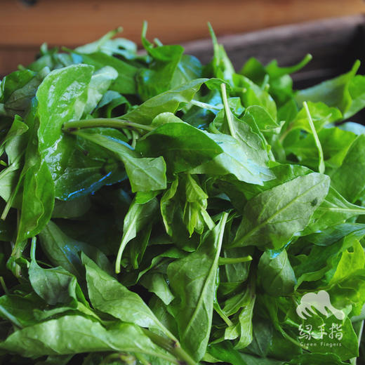 生态枸杞叶 | 绿家自产* Ecological Chinese wolfberry leaves | Self-production 商品图2