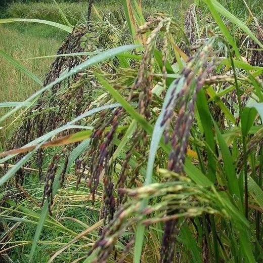 云南墨江正宗老品种梯田紫米 2斤 商品图13