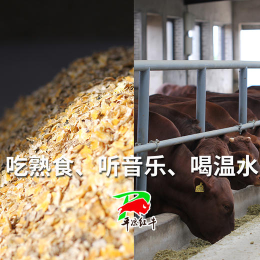 【平凉红牛泾川馆】平凉红牛牛后腿部位肉黄瓜小条5斤切片顺丰包邮（付款后72小时之内发货，顺丰冷链工厂直发天津，生鲜类产品发货后不支持拒收！） 商品图3