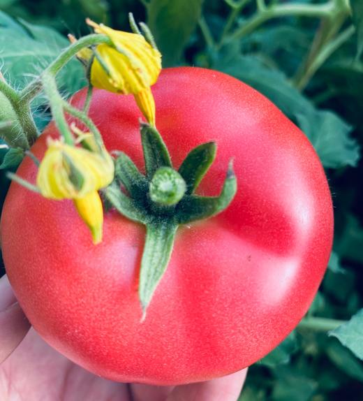 【顺丰包邮】吐鲁番沙瓤5斤12-15个/件   商品图3