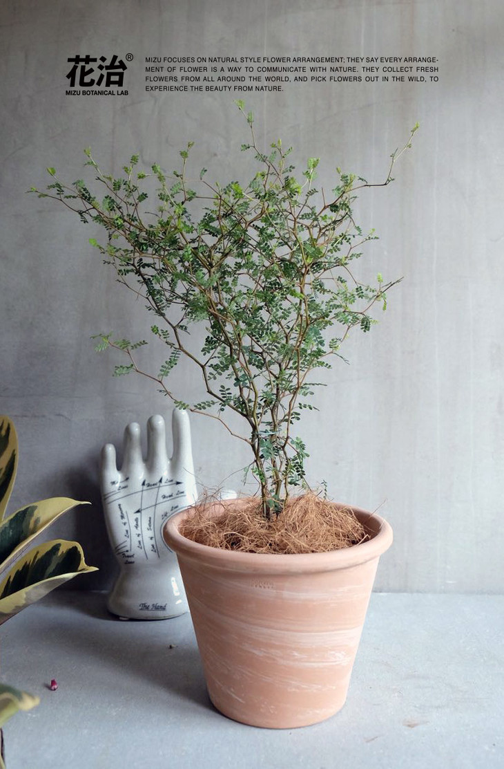 童话刺森 - 新西兰刺槐(进口植物/全国包邮)