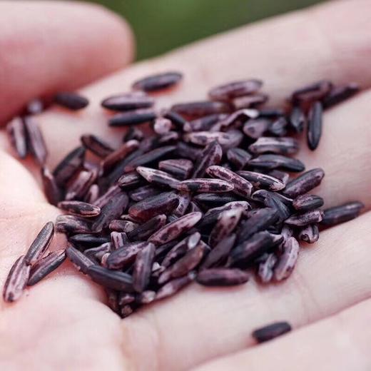 云南墨江正宗老品种梯田紫米 2斤 商品图10