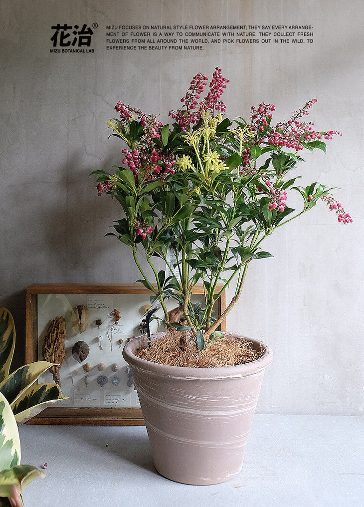 荷兰进口植物-马醉木(大号植物)