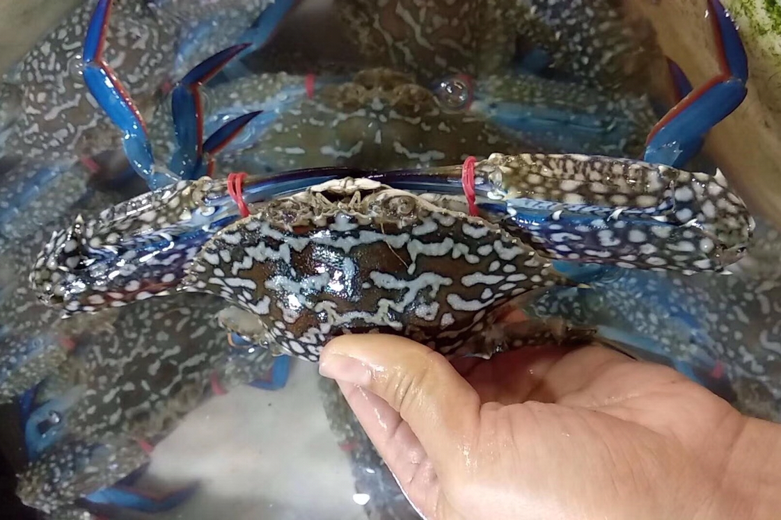 海鲜精选东山海鲜61野生活鲜青脚蟹名贵的野生海蟹个头不大做咖喱蟹