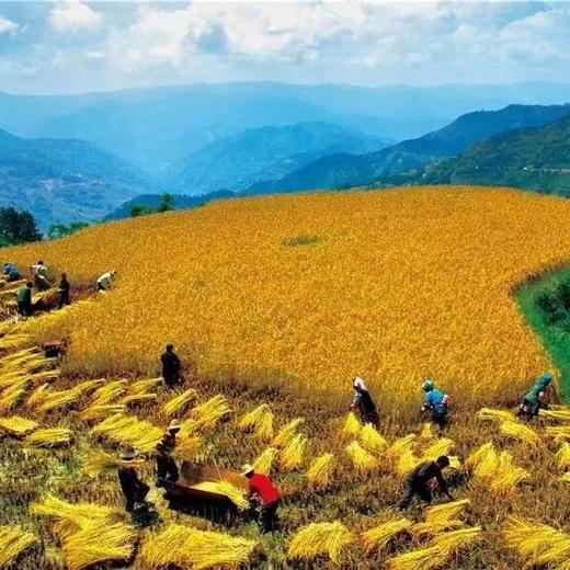 云南墨江正宗老品种梯田紫米 2斤 商品图14