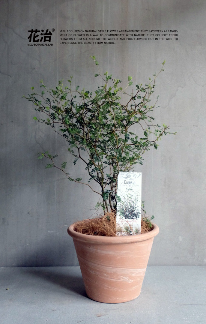 童话刺森 - 新西兰刺槐(进口植物/全国包邮)