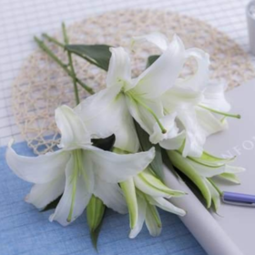 百合-西伯利亚-两头10枝/扎