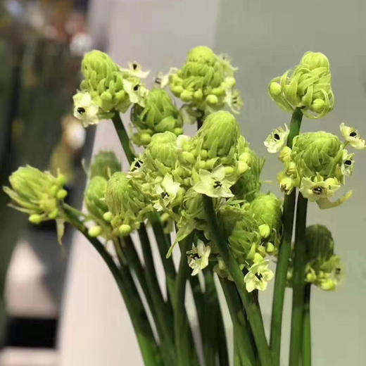 【不变的爱】天鹅绒（ 伯利恒之星） 10枝/扎 商品图13