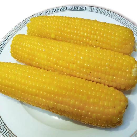 东北甜糯黄玉米18根/箱 真空礼盒装 商品图3