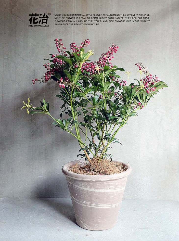 荷兰进口植物-马醉木(大号植物)