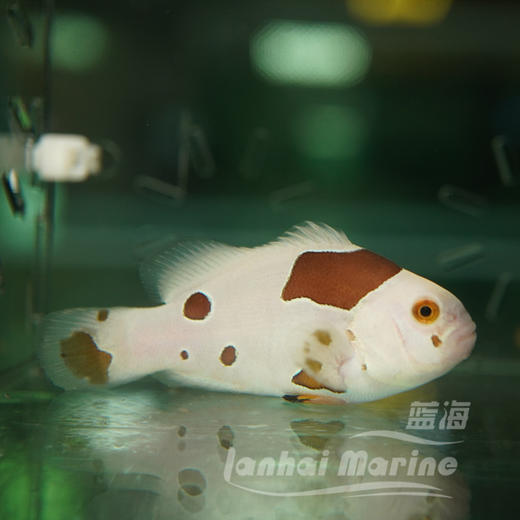 人工橘猫小丑 商品图1