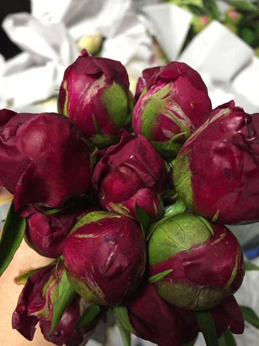 现货山东芍药红绣球810支扎