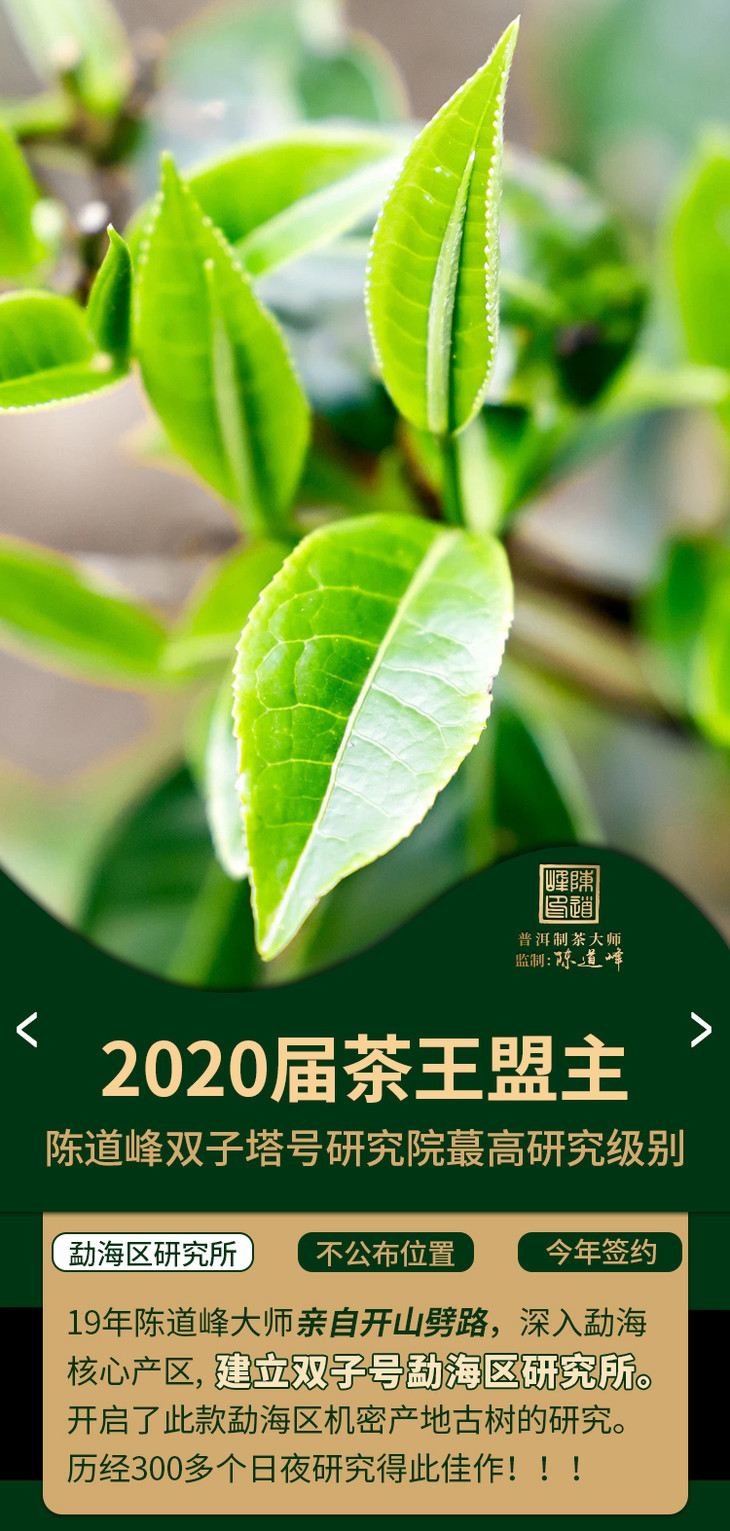 首款旗舰品陈道峰古茶基地 300-500年勐海核心机密产区