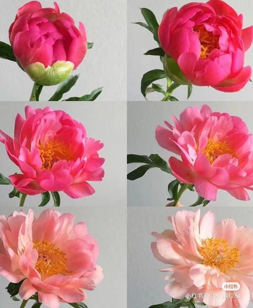 【俘获人心】芍药-落日珊瑚（西瓜红) 5枝（渐变色） 商品图1