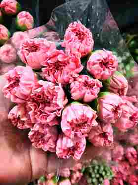 单头康乃馨DAN-粉钻-生-18-20枝