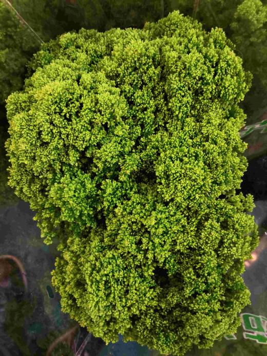 配花-本地夕雾-5支 商品图0