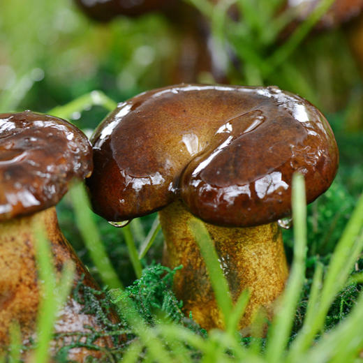 【新鲜有机  人工黑牛肝菌】  顺丰包邮   500g/1000g任选 商品图0