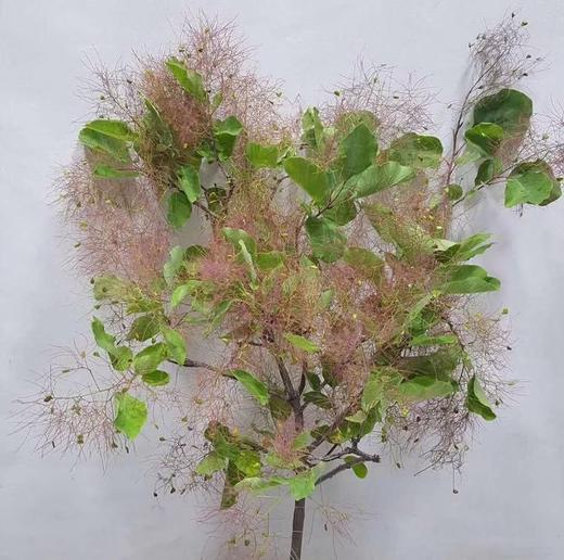 雾中情人若干枝扎